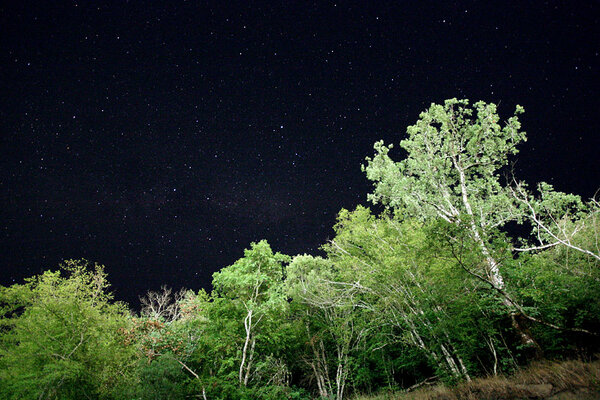 Νυχτερινός ουρανός και δέντρα